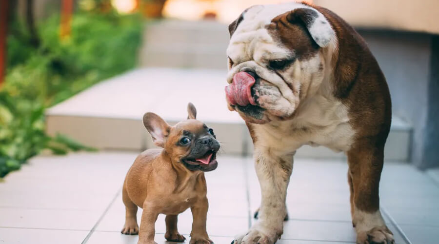 Why the Bulldog Is a Great Dog for Apartment Dwellers